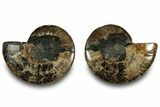 Cut & Polished, Agatized Ammonite Fossil - Madagascar #323349-1